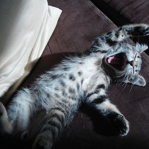 Master of Doom klein