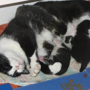 Tigerchen mit Attacke von oben...