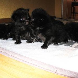 Hier waren sie frisch geschlüpft (welche unsere sind weiß ich nicht :D)