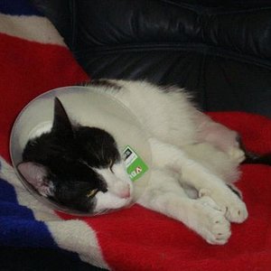 billy hasste die halskrause