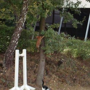 letzten sommer, die ersten kletterversuche