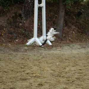 können katzen Fliegen?