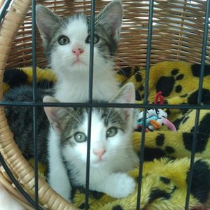 Unsere Katzenmutti holt uns zu sich nach Hause