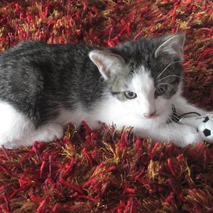 In der Katzenliega wäre ich der Beste