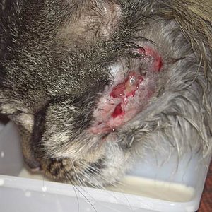 Paddy Wunde 002klein