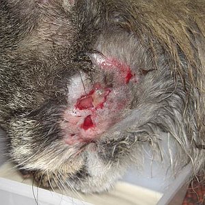 Paddy Wunde 003klein