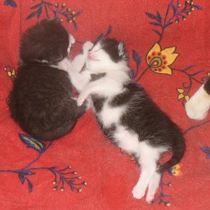 Terminatorchen und Brummerchen