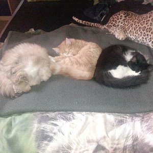 Dunja,Rieke und Halleymoon