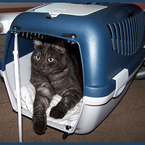 Absolutes Seltenheitswert-Foto:
Aufgenommen beim Umzug, Raven hatte wohl Angst, vergessen zu werden?! Anders lässt sich der freiwillige Einstieg in die Box nicht erklären...