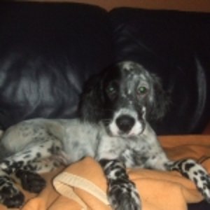 Mylo, noch als junger Teeny....