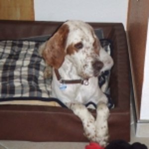 Mein Paul, mein Seelenhund...