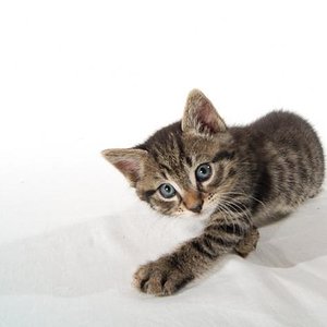 dicks
photographed by Pascal Bovet (http://www.pascalbovet.com/)