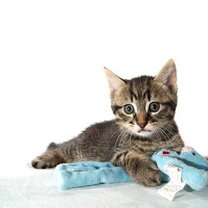 Indianer
photographed by Pascal Bovet (http://www.pascalbovet.com/)