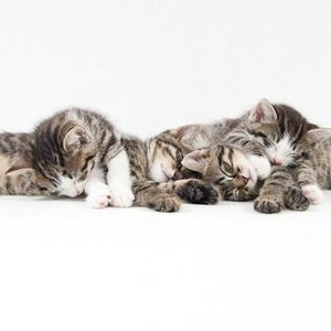 alle 4
photographed by Pascal Bovet (http://www.pascalbovet.com/)