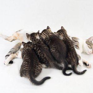 alle 5
photographed by Pascal Bovet (http://www.pascalbovet.com/)