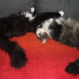 Der Chaoten-Kuschelclub