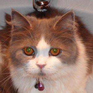 Bild stark verkleinert, aber an ihrem 2ten Lieblingsplatz im Waschbecken, ist wohl schön kühl