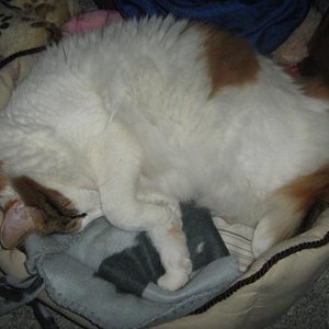 Kati schläft im Körbchen