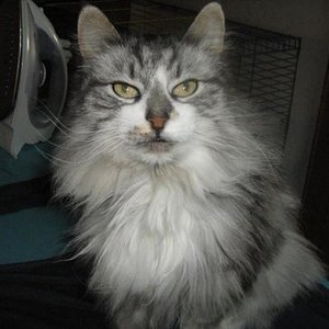 Loana auf dem Bügelbrett