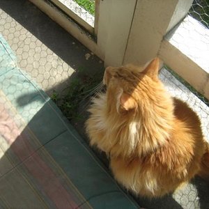 Gelion wartet auf Freigang