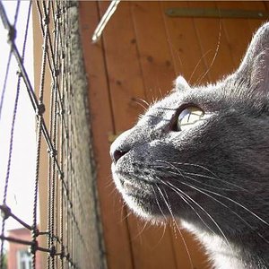 Kopie von Robin Balkon