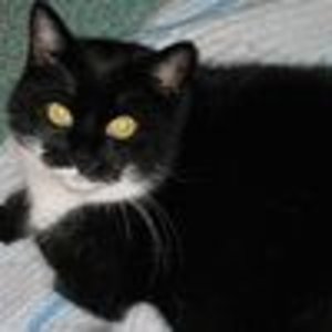 6b63f3cc 21497677
Mein dicker Bärli (10j) der sich nach Freiheit sehnt