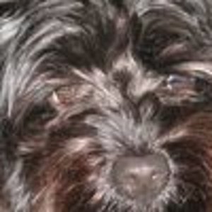 9ded9519 21497396
Mein Mischlingshund Sheila (6j)