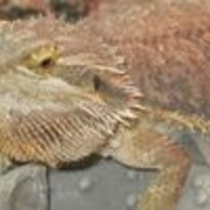 f17a8cb4 21497716
Eine von meinen 3 Bartagamen