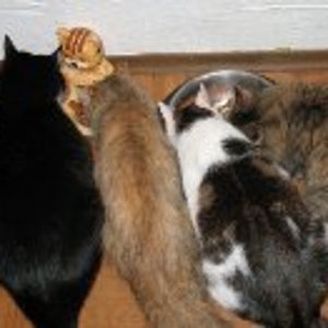 3648090 1238954301776m
Das Buffet ist eröffnet!! Alle 4 auf einen Streich