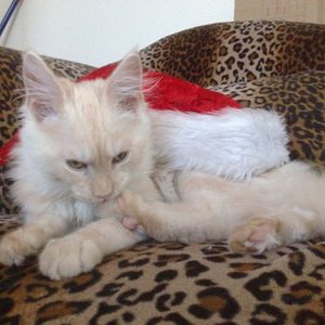 Zur Weihnachtszeit...