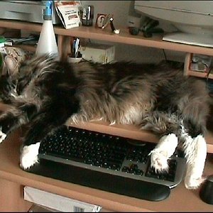 Schreibtischkatze Tom