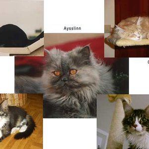 Alle meine Lieblinge