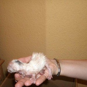 Baby 3, unser Punker *g*