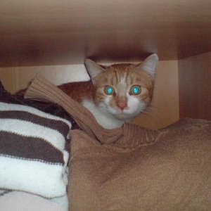 Überall treibt Furgy sein Unwesen