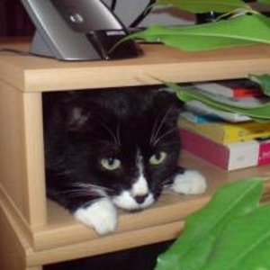 Paul versteckt sich gerne - an den unmöglichsten Stellen :)