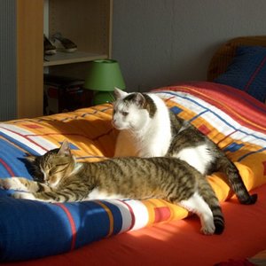 Felix und Monty [1024x768]