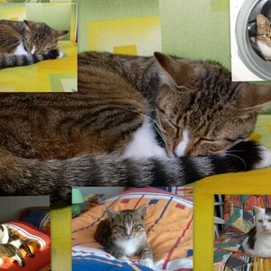 Collagen [1024x768] [1024x768]