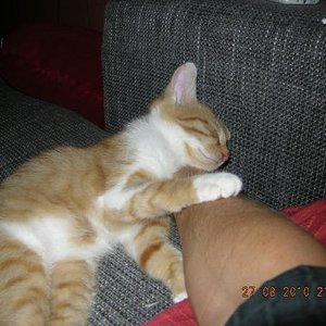 Schnarchschnurrrrr.....