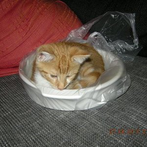 Ich werd mal Chefkoch...