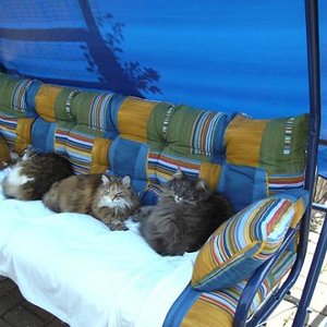 Dies sind (bzw. waren) meine drei Norwegischen Waldkatzen. Cassandra (in der Mitte +), Püppi (ganz rechts+) und Fun (links). 
Cassandra und Püppi leben leider nicht mehr, sie hatten beide Krebs (Cassandra Karzionom an einer vorderen Zitze, sie starb vor 2 Jahren), Püppi hatte einen Tumor im Nasen/Gaumenbereich, sie ist jetzt 6 Wochen nicht mehr bei uns. Fun ist 14 und hat nicht mehr so gute Nieren, ein Neuzugang ist Monty (siehe Beitrag Kater mit drei Beinen von mir). Da es jetzt funktioniert hat, ein Foto einzustellen, werde ich noch weitere hochladen.
Bis dahin alles Liebe von Claudia, Fun und Monty