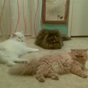 004cicco der weisse kater..........leika die schildpattdame und sissi mein rot-weisses mädel :-))