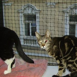 am freiluftplatz
hier hat clarence noch beide augen, das rote mußte entfernt werden.