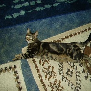 clarence, der wilde.