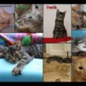 faust und yorik sig2