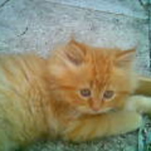 Chrischy - wir lieben Dich !