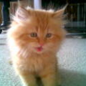 Unser geliebtes Sternenkaterchen Chrischy