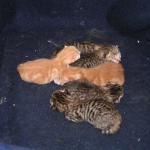 der Nachwuchs, geboren am 24.09.10