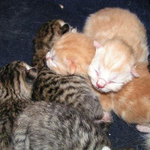 was ein geiles Knäuel Katze;-)