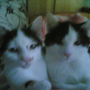 Meine Babys - Smilla und Benito - geboren 11.Mai 2010