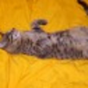 k86514gib4jprept6pwunstn5th thumb